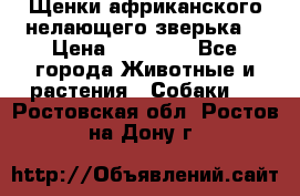 Щенки африканского нелающего зверька  › Цена ­ 35 000 - Все города Животные и растения » Собаки   . Ростовская обл.,Ростов-на-Дону г.